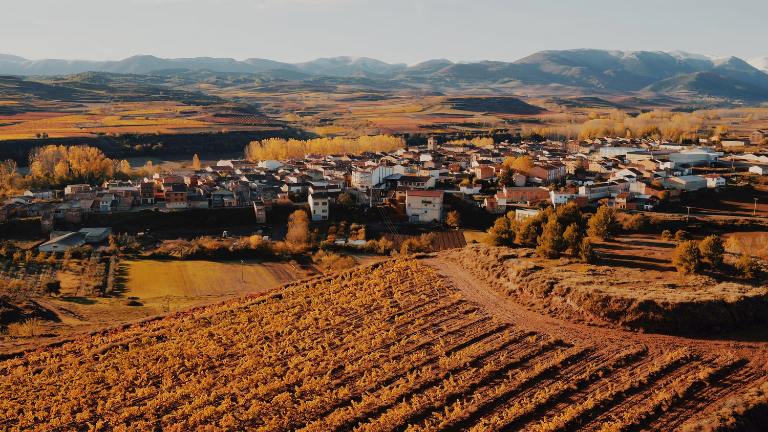 Wijnproductie bij Bodegas David Moreno, exclusieve Rioja wijn uit Spanje